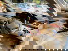 Car Images